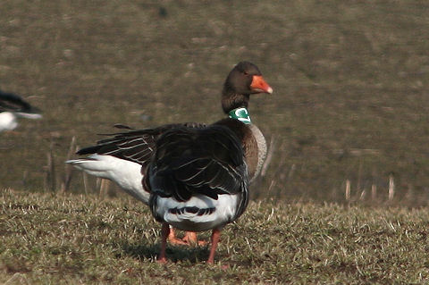 Grauwe Gans